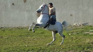 مزرعه پرورش اسب کرد لارتی در کرمانشاه 12