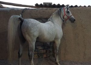 مزرعه پرورش اسب کرد لارتی در کرمانشاه 13