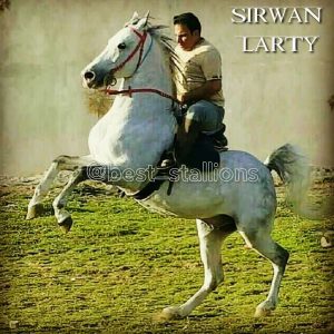 مزرعه پرورش اسب کرد لارتی در کرمانشاه 14