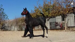 مزرعه پرورش اسب کرد لارتی در کرمانشاه 2