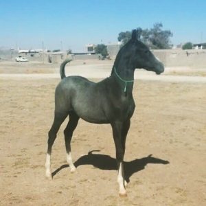 مزرعه پرورش اسب کرد لارتی در کرمانشاه 3