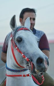 مزرعه پرورش اسب کرد لارتی در کرمانشاه 4