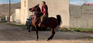 مزرعه پرورش اسب کرد لارتی در کرمانشاه 6