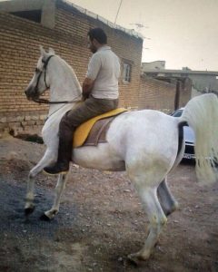 مزرعه پرورش اسب کرد لارتی در کرمانشاه 7