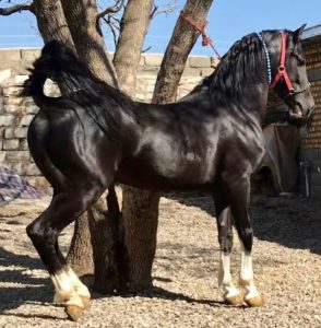 مزرعه پرورش اسب کرد لارتی در کرمانشاه 8