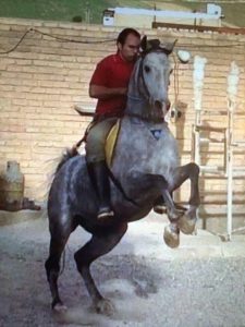 مزرعه پرورش اسب کرد لارتی در کرمانشاه 9