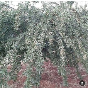 نهالستان قائم فروشنده انواع نهال میوه کمیاب و کاج در قزوین 14 result