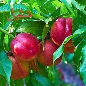نهالستان قائم فروشنده انواع نهال میوه کمیاب و کاج در قزوین 15 result