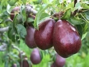 نهالستان قائم فروشنده انواع نهال میوه کمیاب و کاج در قزوین 16 result