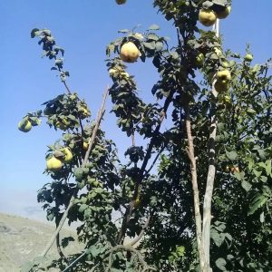 نهالستان قائم فروشنده انواع نهال میوه کمیاب و کاج در قزوین 17 result