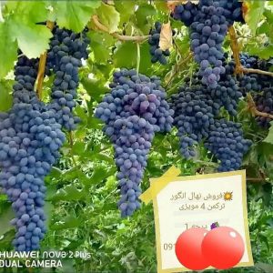 نهالستان قائم فروشنده انواع نهال میوه کمیاب و کاج در قزوین 18 result