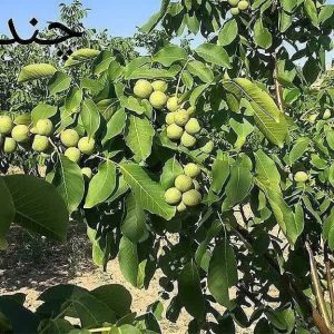 نهالستان قائم فروشنده انواع نهال میوه کمیاب و کاج در قزوین 2 result