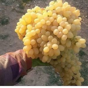 نهالستان قائم فروشنده انواع نهال میوه کمیاب و کاج در قزوین 4 result