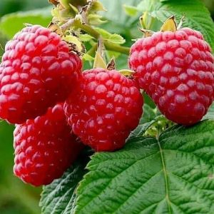 نهالستان قائم فروشنده انواع نهال میوه کمیاب و کاج در قزوین 5 result
