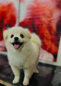 80391 photo14619707510