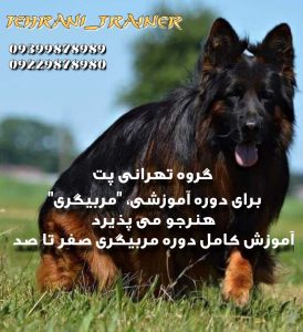 ‏پت ‏آموزش سگ های همیار و اوتیسم دوره فرمان پذیری مربی ‏سگ ‏تخصصی ‏در ‏تهران ‏پاسداران 3