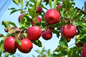 ‏خرید ‏وفروش ‏سیب ‏و ‏مشتقات ‏سیب ‏در ‏آذربایجان ‏شرقی 2