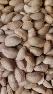‏نهال ‏تامین ‏خشکبار ‏شامل ‏بادام ‏درختی ‏و ‏انجیر ‏خشک ‏در قم ‏خیابان ‏دورشهر 2