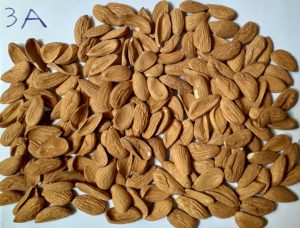 ‏نهال ‏تامین ‏خشکبار ‏شامل ‏بادام ‏درختی ‏و ‏انجیر ‏خشک ‏در قم ‏خیابان ‏دورشهر 20