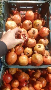 ‏وحید ‏خرید ‏آبمیوه ‏طبیعی ‏و ‏بستنی ‏ویتامینه ‏در ‏تهران ‏پردیس 6