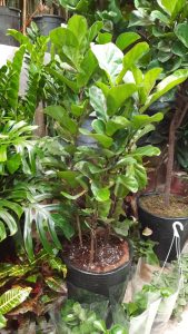 WhatsApp Image 2025 03 05 at 15.32.29 1 2