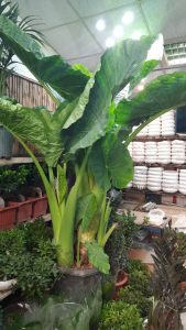 WhatsApp Image 2025 03 05 at 15.32.31 1 2