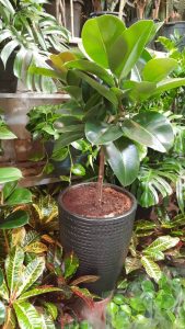 WhatsApp Image 2025 03 05 at 15.32.31 3