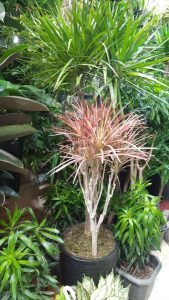 WhatsApp Image 2025 03 05 at 15.32.44 3